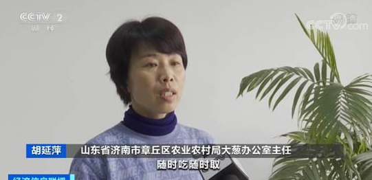 山东大葱价格腰斩 一亩地得赔一千多块钱 山东大葱价格腰斩 一亩地得赔一千多块钱